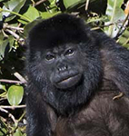 Mantled Howler
