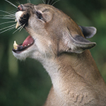 Mountain Lion