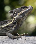 Plumed Basilisk