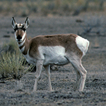 Animal Photo
