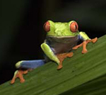 Red-eyed Tree Frog
