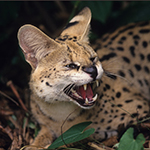 Serval