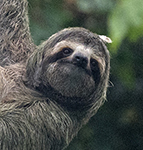 Three-toed Sloth