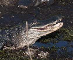 American Alligator