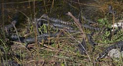 American Alligator