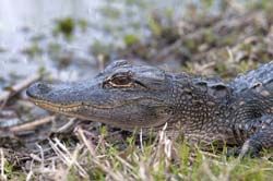 American Alligator