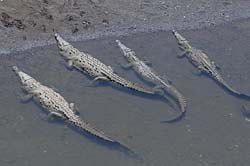 American Crocodile