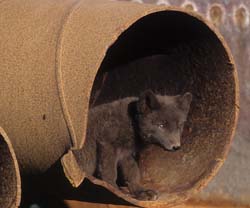 Arctic Fox