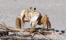 Atlantic Ghost Crab