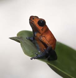 Blue Jeans Poison Dart Frog