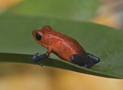 Blue Jeans Poison Dart Frog