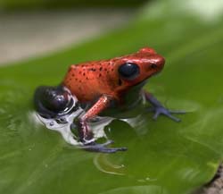 Blue Jeans Poison Dart Frog