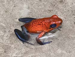 Blue Jeans Poison Dart Frog