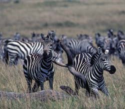 Burchell's Zebra
