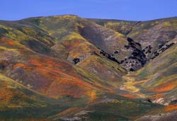 California Photo