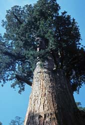 California Photo