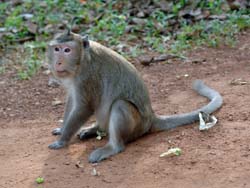Angkor Wat Photo