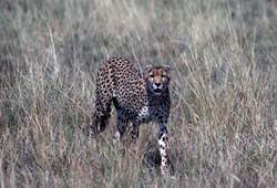Cheetah