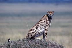 Cheetah