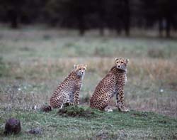 Cheetah
