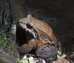 Costa rice Bullfrog