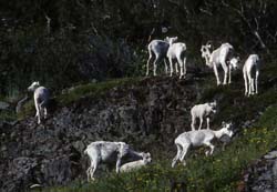 Dall Sheep