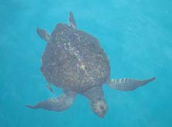 Galapagos