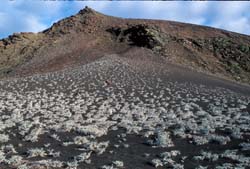 Galapagos