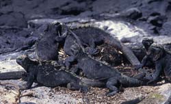 Galapagos Land Iguana