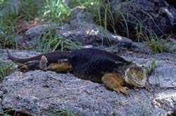 Galapagos Land Iguana
