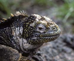 Galapagos Land Iguana