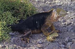 Galapagos Land Iguana