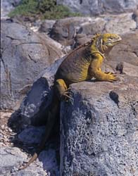 Galapagos Land Iguana