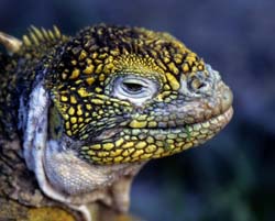 Galapagos Land Iguana