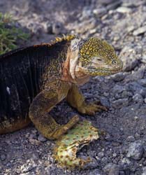 Galapagos Land Iguana