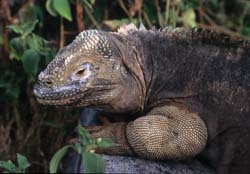 Galapagos Land Iguana