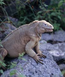 Galapagos Land Iguana