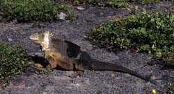 Galapagos Land Iguana