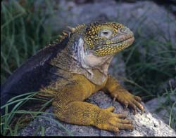 Galapagos Land Iguana