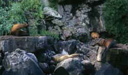 Galapagos Sea Lion