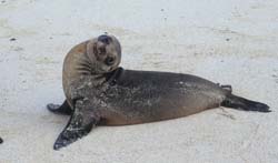 Galapagos Sea Lion