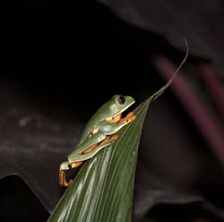 Golden-eyed Leaf Frog