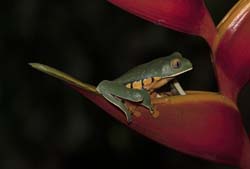 Golden-eyed Leaf Frog