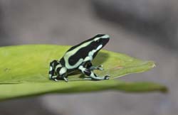 Green-black Poison Dart Frog