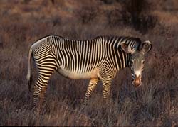 Grevy's Zebra