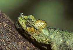 Helmeted Chameleo