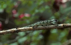 Helmeted Chameleo