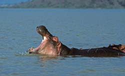 Hippopotamus