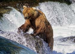 Kodiak Brown Bear