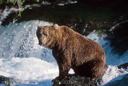 Kodiak Brown Bear